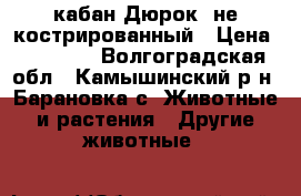 кабан Дюрок  не кострированный › Цена ­ 20 000 - Волгоградская обл., Камышинский р-н, Барановка с. Животные и растения » Другие животные   